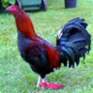 Meet your Posher, Mean